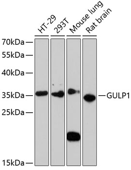 GULP1 Polyclonal Antibody