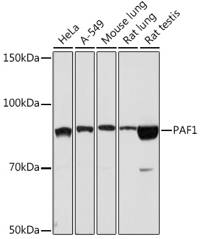 PAF1 Monoclonal Antibody [3U5C4]