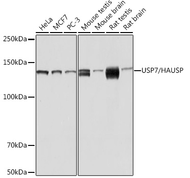 USP7/HAUSP Monoclonal Antibody [3J7G1]