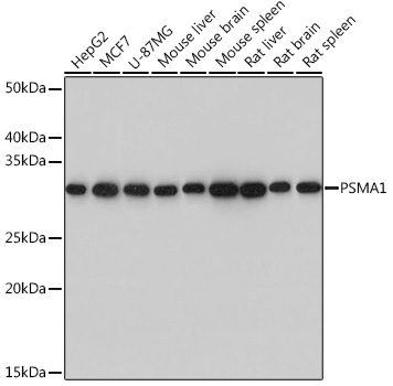 PSMA1 Monoclonal Antibody [5X3A6]