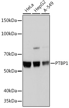 PTBP1 Monoclonal Antibody