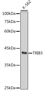 TRIB3 Monoclonal Antibody [3P4O1]