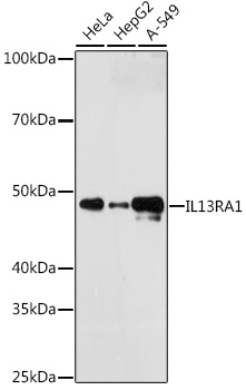 IL13RA1 Monoclonal Antibody [5A3W5]