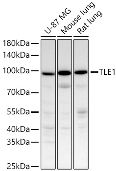 TLE1 Monoclonal Antibody [6Q5X1]