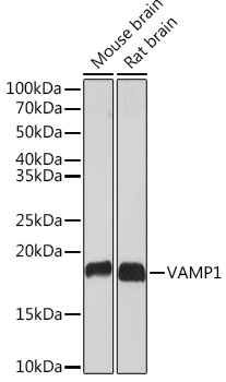 VAMP1 Monoclonal Antibody [1A3K6]