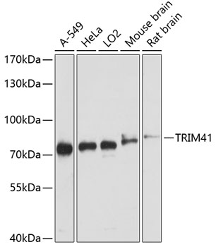 TRIM41 Polyclonal Antibody