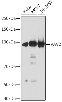 VAV2 Monoclonal Antibody [3S0O9]