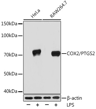 COX2/PTGS2 Monoclonal Antibody [2V7G8]