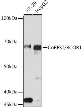 CoREST/RCOR1 Monoclonal Antibody [9B3R7]