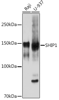 SHIP1 Monoclonal Antibody [2F8U0]