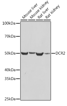 DCR2 Monoclonal Antibody [10Y1N4]