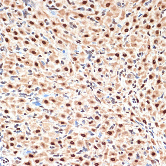 CDC16 Monoclonal Antibody [7Y1Y10]