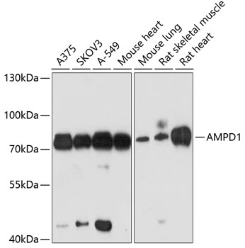 AMPD1 Polyclonal Antibody
