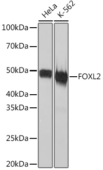 FOXL2 Monoclonal Antibody [4H5X3]