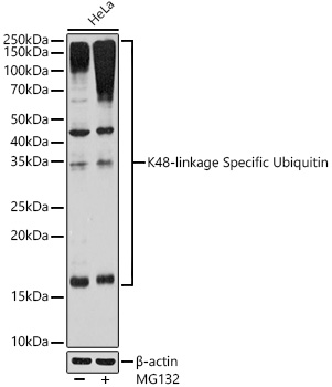 K48-linkage Specific Ubiquitin Monoclonal Antibody [5Y8J0]