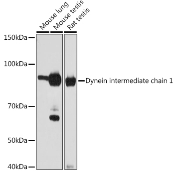 Dynein intermediate chain 1 Monoclonal Antibody [4Y6Q1]