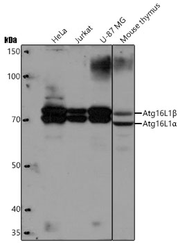 ATG16L1 Monoclonal Antibody [5N2N9]