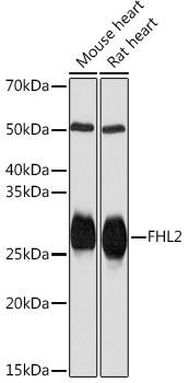 FHL2 Monoclonal Antibody [0K9C7]