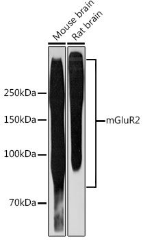 mGluR2 Monoclonal Antibody [0U6B5]