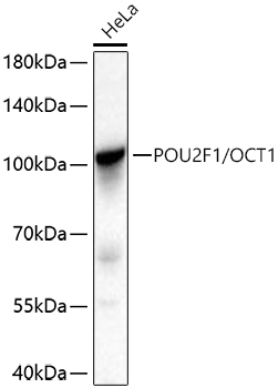 POU2F1/OCT1 Monoclonal Antibody [8L4Y5]