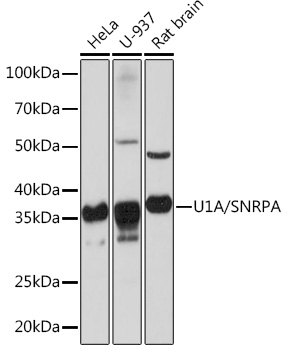U1A/SNRPA Monoclonal Antibody [8I3P5]