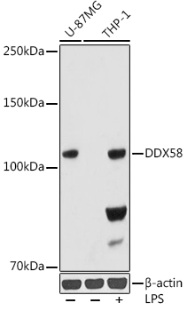 Rig-I/DDX58 Monoclonal Antibody