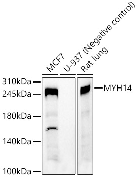 MYH14 Polyclonal Antibody