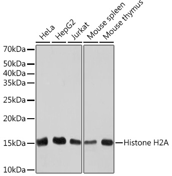 Histone H2A Monoclonal Antibody [1P5B6]