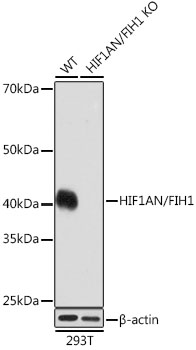 HIF1AN/FIH1 Monoclonal Antibody [9R7V4]