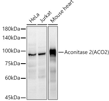 Aconitase 2 (ACO2) Polyclonal Antibody&nbsp;<img src="images/icon_newarrival.gif" alt="new" border="0">