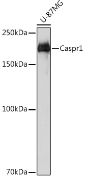 Caspr1 Monoclonal Antibody [8O5H6]