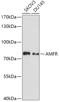 AMFR Polyclonal Antibody