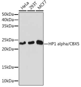 HP1 alpha/CBX5 Monoclonal Antibody [8C3M6]