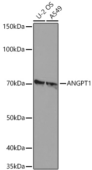 ANGPT1 Monoclonal Antibody [6C4S7]