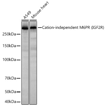 Cation-independent M6PR (IGF2R) Monoclonal Antibody [4J4A3]