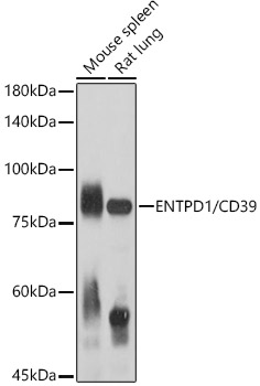 ENTPD1/CD39 Polyclonal Antibody