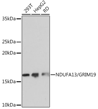 NDUFA13/GRIM19 Monoclonal Antibody [7D1Z6]