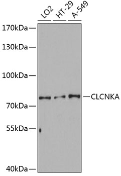 CLCNKA Polyclonal Antibody