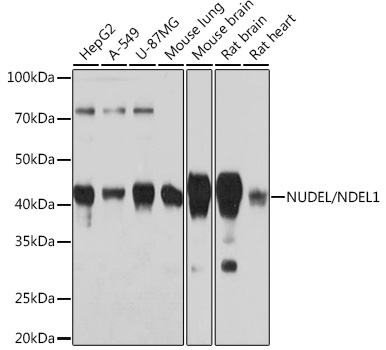 NUDEL/NDEL1 Monoclonal Antibody [9C8T10]