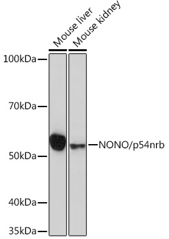 NONO/p54nrb Monoclonal Antibody [0V0N8]