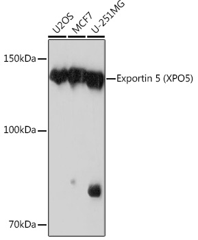 Exportin 5 (XPO5) Monoclonal Antibody [3Q8E6]