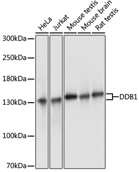 DDB1 Polyclonal Antibody