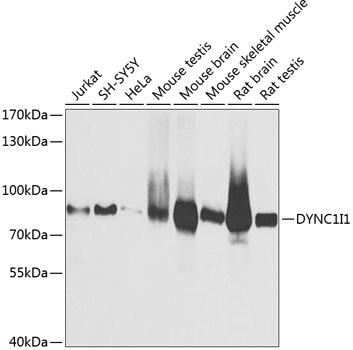 DYNC1I1 Polyclonal Antibody