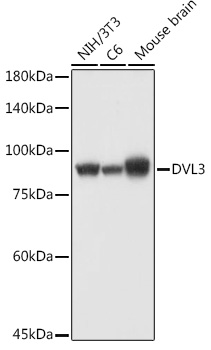 DVL3 Polyclonal Antibody