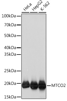 MTCO2 Monoclonal Antibody [6H0N5]