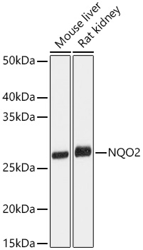 NQO2 Monoclonal Antibody [5E0B2]
