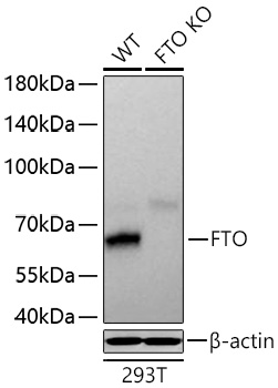 FTO Monoclonal Antibody [2Q9K10]