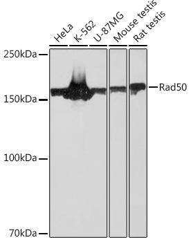 Rad50 Monoclonal Antibody [5M2K10]