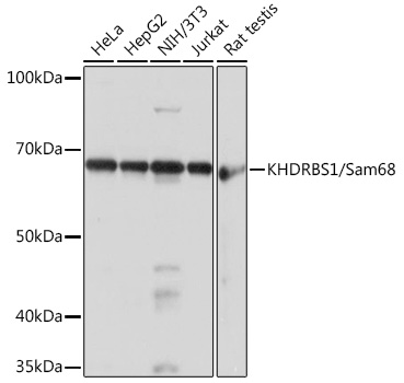 KHDRBS1/Sam68 Monoclonal Antibody [1O7D1]