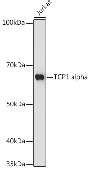TCP1 alpha Monoclonal Antibody [3G9G8]